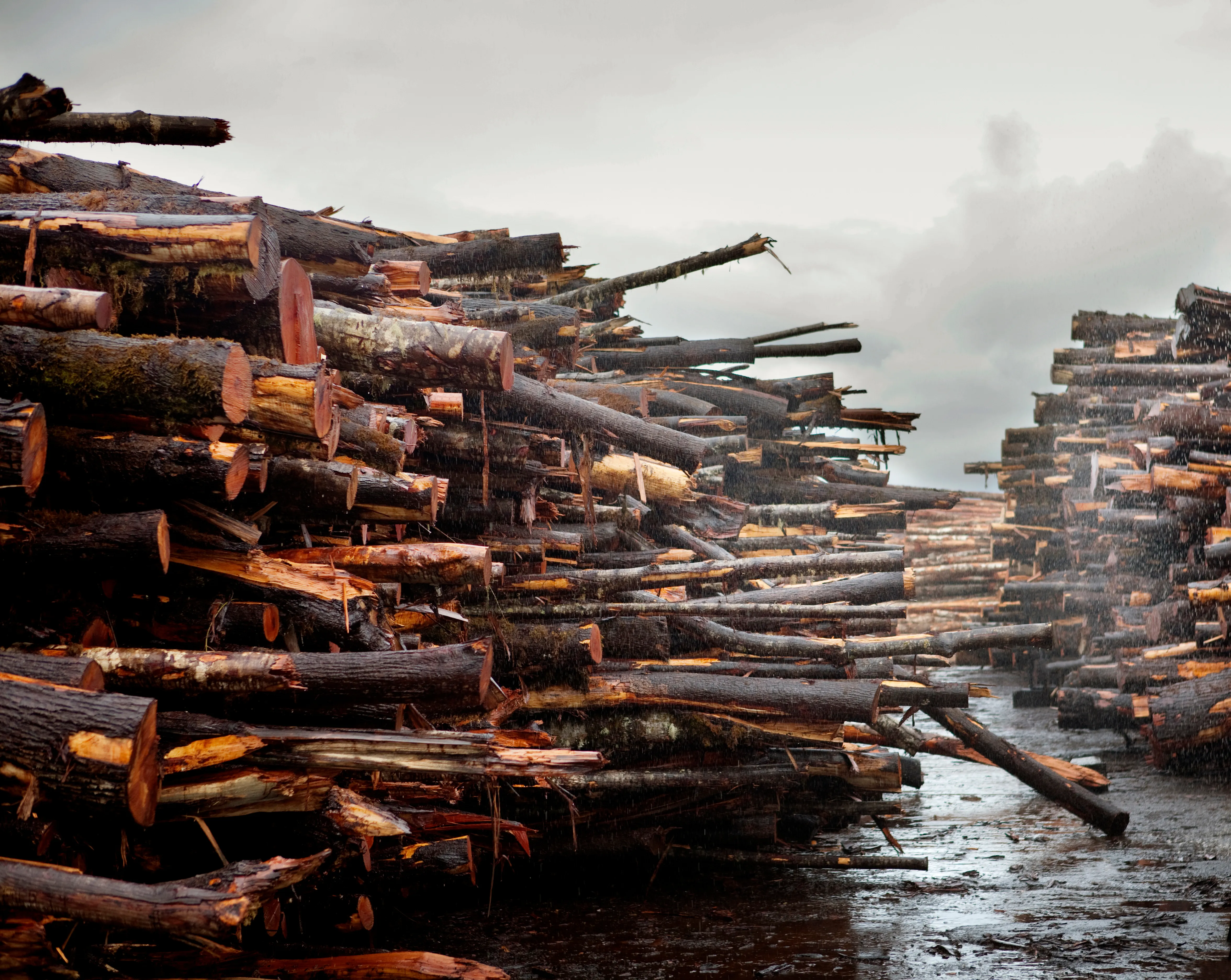 a stock image of a yard filled with logs